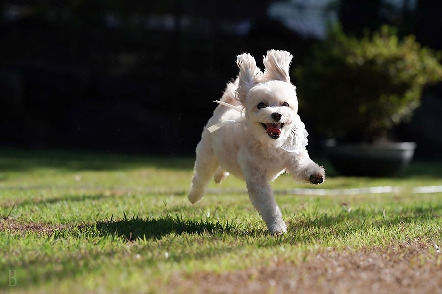 ヴィラバージンバレー淡路で愛犬と過ごす