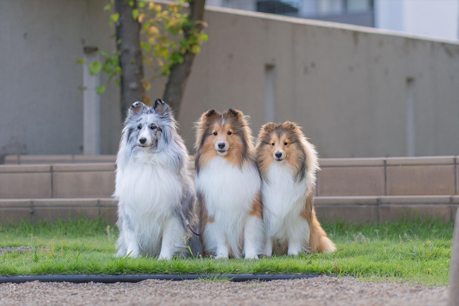 頭数・犬種制限なし。