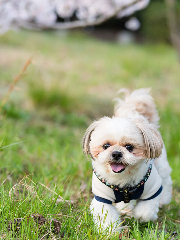 DOG